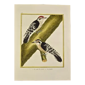 Woodpeckers "Le Petit Pic" an 18th Century Hand-Colored Engraving by Martinet, 1765