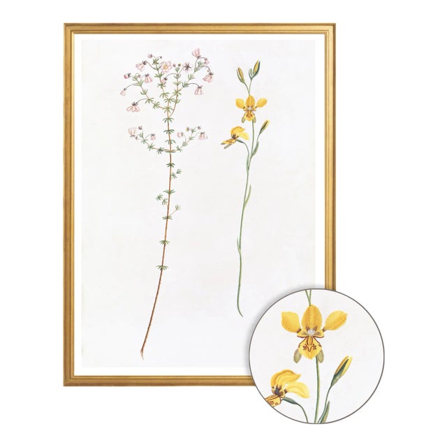 Celerie Kemble Curated Australian Botanical Set of 5 (24X30) in Gold Frame For Sale - Image 4 of 7