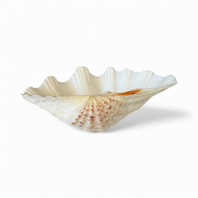 Organic Modern Coastal Clam Shell Vessel For Sale - Image 10 of 11