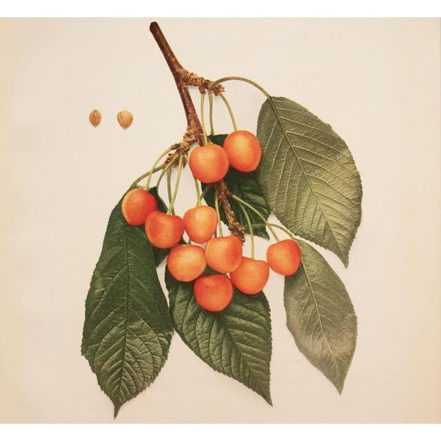 1900 - 1909 1900s U. P. Hedrick, Original Antique Photogravure of Kirtland Cherries For Sale - Image 5 of 7