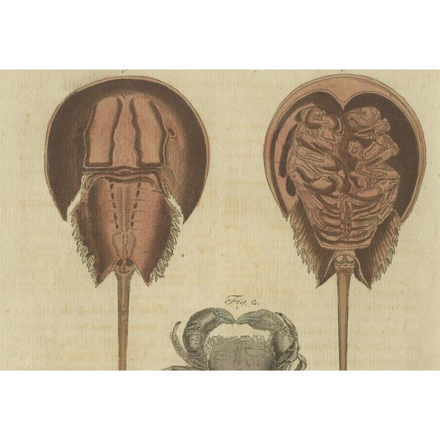 Copper Antique Lobster Crab and Horseshoe Crab Engraving by Bertuch, 1792 For Sale - Image 8 of 9