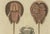 Copper Antique Lobster Crab and Horseshoe Crab Engraving by Bertuch, 1792 For Sale - Image 8 of 9