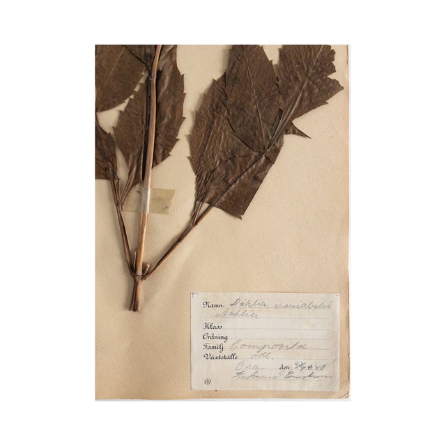 Vintage Swedish Herbarium - Dahlia, Circa 1940 For Sale In Seattle - Image 6 of 7