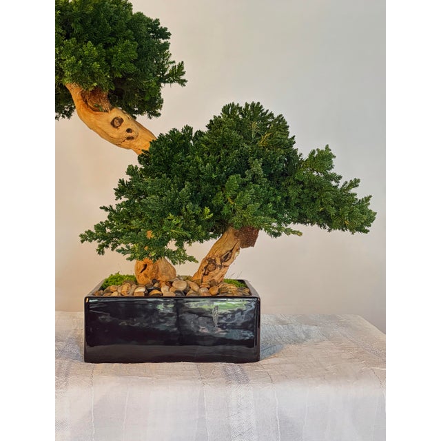 Organic Modern Faux Bonsai Tree on California Grapewood Root in Porcelain Planter For Sale - Image 4 of 5
