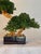 Organic Modern Faux Bonsai Tree on California Grapewood Root in Porcelain Planter For Sale - Image 4 of 5