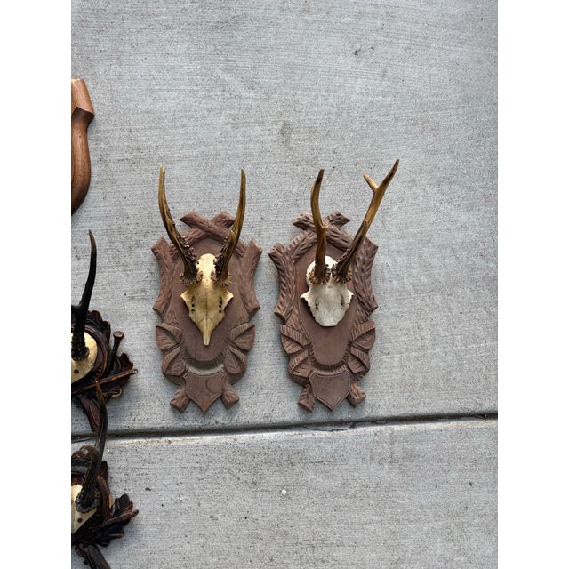 A sculptural collection of ten vintage European roe deer antler mounts, each set on hand-carved wooden plaques with...