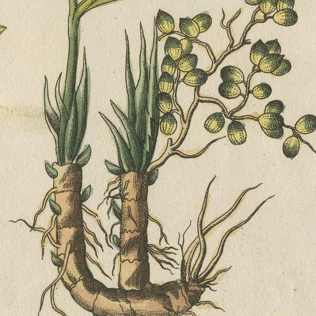 Bertuch, Zedoary and Grains of Paradise Spice Plants, 1805, Print For Sale - Image 4 of 12