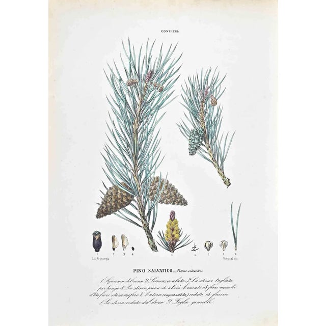 Vincenzo Tenore, The Conifers, Lithograph, 1870s For Sale
