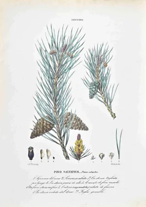 Vincenzo Tenore, The Conifers, Lithograph, 1870s