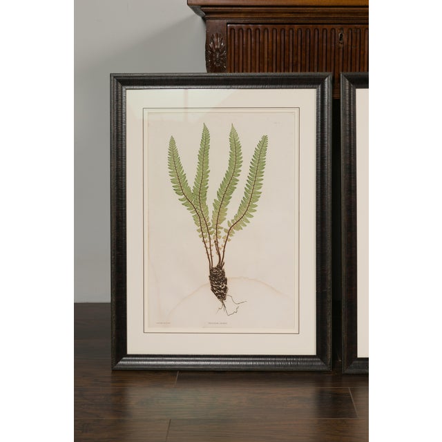 Set of Four 19th Century English Victorian Nature Printed Ferns in Black Frames For Sale In Atlanta - Image 6 of 12