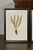 Set of Four 19th Century English Victorian Nature Printed Ferns in Black Frames For Sale In Atlanta - Image 6 of 12