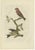 Late 18th Century Sepp & Nozeman, Bird Illustration of the Crossbill, 1797, Print For Sale - Image 5 of 5
