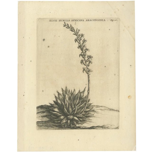 Caspar Commelin, Aloe Humilis Africana, 1706, Engraving For Sale