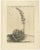 Caspar Commelin, Aloe Humilis Africana, 1706, Engraving For Sale