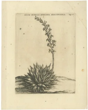 Caspar Commelin, Aloe Humilis Africana, 1706, Engraving