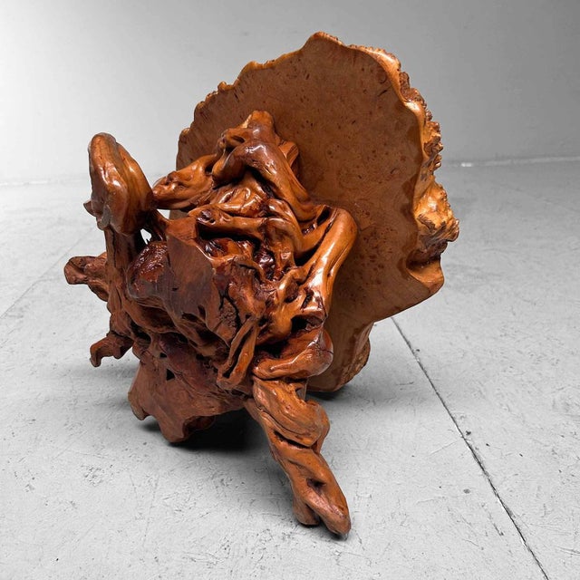 Mid-Century Yakusugi (Yakusugi) Burl Wood Plant Stand, Japan, 1940s For Sale - Image 12 of 14