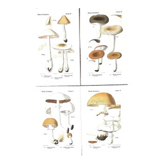 1910 Set of 4-French Antique Mushroom Chromolithographs For Sale