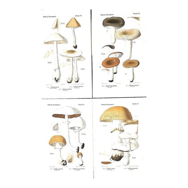 1910 Set of 4-French Antique Mushroom Chromolithographs For Sale
