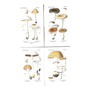 1910 Set of 4-French Antique Mushroom Chromolithographs
