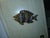 Vibrant vintage ceramic fish sculpture from Vallauris, France. Blues, browns, and golds. Nautical and sophisticated, moody...