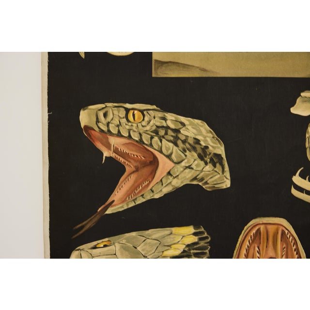 Wood Jung-Koch-Quentell German Zoological Snake Anatomy Wall Chart, C. 1960s For Sale - Image 7 of 18