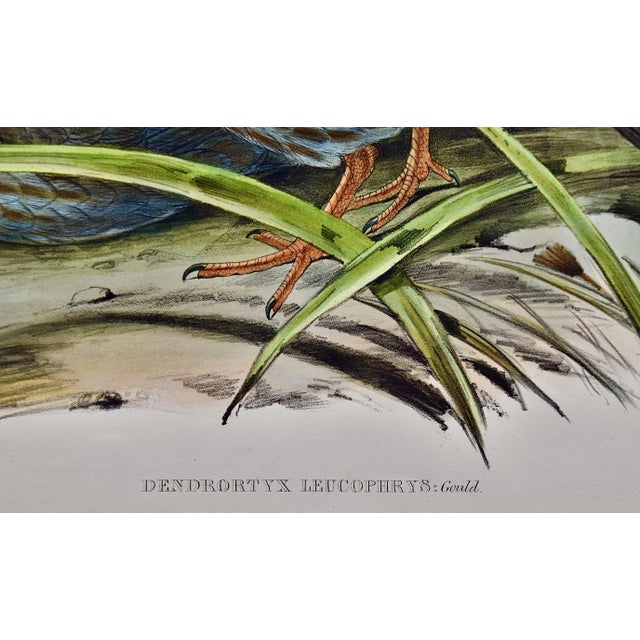 White Eye-Browed Partridges: Hand-Colored Folio-Sized Bird Lithograph by Gould, 1840-1848 For Sale - Image 4 of 8