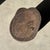 Side Table in Brown Petrified Wood, 1980s For Sale - Image 17 of 18