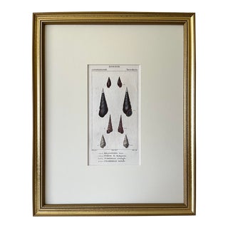 Antique French Print Hand Colored Engraving of Sea Shells by Turpin Paris 1816 For Sale