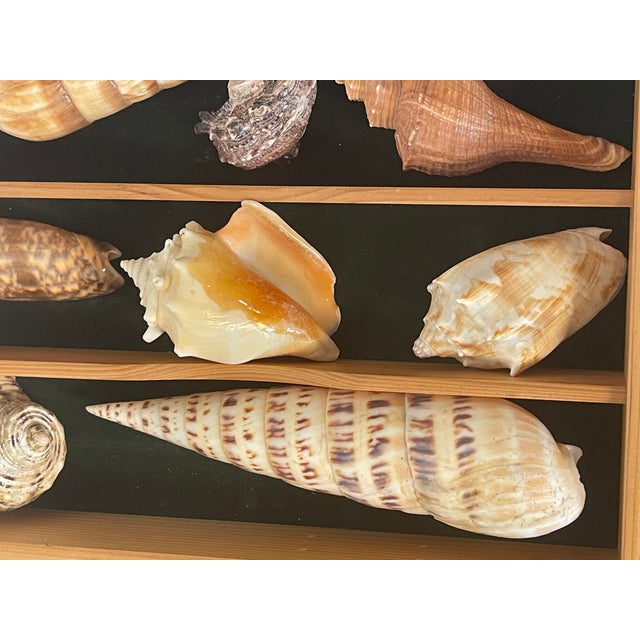 Great Sea Shell Marine Specimens Collection in Wood Tray For Sale - Image 4 of 8