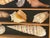 Great Sea Shell Marine Specimens Collection in Wood Tray For Sale - Image 4 of 8