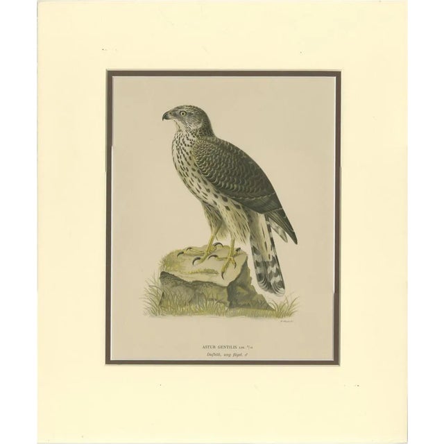 Northern Goshawk, 1917, Lithograph For Sale