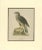 Northern Goshawk, 1917, Lithograph For Sale