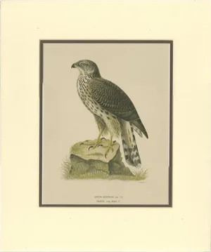 Northern Goshawk, 1917, Lithograph