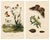 E. Guérin, Butterfly and Moth, 1835, Engraving, Set of 2 For Sale - Image 13 of 13
