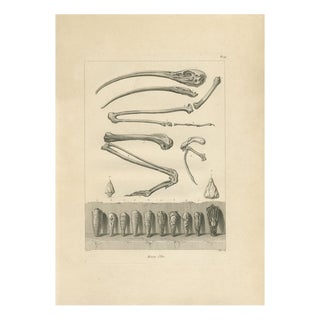 After Dominique Vivant Denon, Mummies of Ibis and Skeletal Remains, 1802, Engraving on Paper For Sale