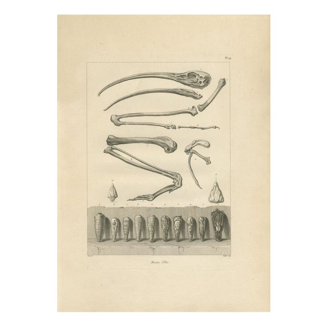 After Dominique Vivant Denon, Mummies of Ibis and Skeletal Remains, 1802, Engraving on Paper For Sale