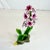 Mid 20th Century Mid-Century Italian Capodimonte Style Porcelain Cerise Hyacintha Decorative Object. For Sale - Image 5 of 10