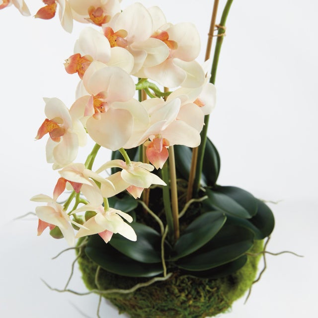 Contemporary Phalaenopsis 16" Mini Garden Drop-In For Sale - Image 3 of 8