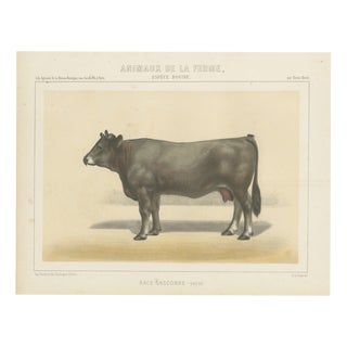 After Borie, Gascon Cow, French Cattle from Animaux De La Ferme, 1863, Chromolithograph For Sale