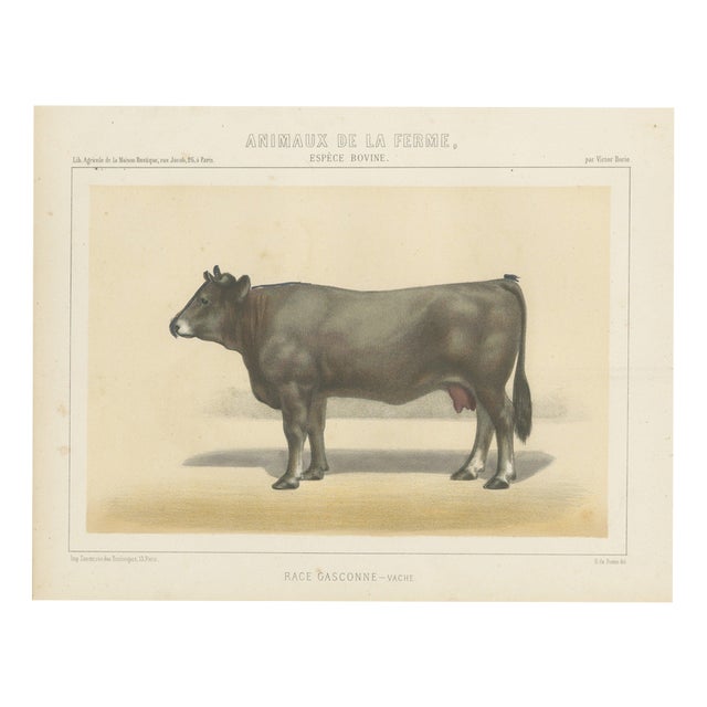 After Borie, Gascon Cow, French Cattle from Animaux De La Ferme, 1863, Chromolithograph For Sale