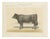 After Borie, Gascon Cow, French Cattle from Animaux De La Ferme, 1863, Chromolithograph For Sale
