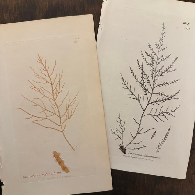 Framed Pair of Antique Sowerby Seaweed Prints | English Marine Botany For Sale - Image 12 of 12