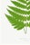 Vintage Fern Botanical Art Print Reproduction, 32" X 48" For Sale - Image 9 of 10