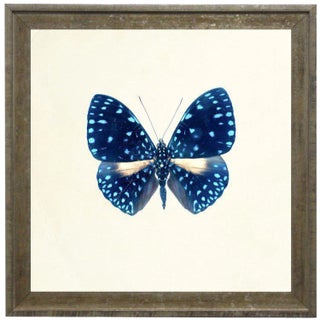 Bright Blue Butterfly With Light Blue Spots in Distressed Cream & Gold Moulding - 21"x21" For Sale