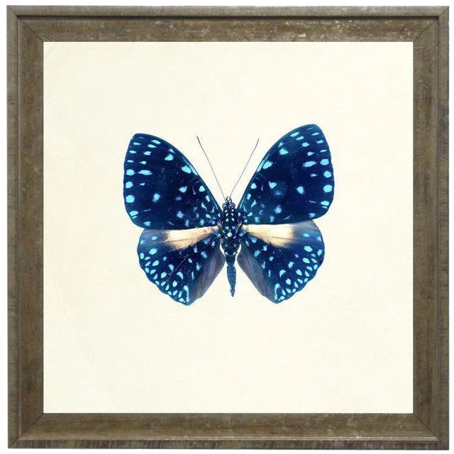 Bright Blue Butterfly With Light Blue Spots in Distressed Cream & Gold Moulding - 21"x21" For Sale