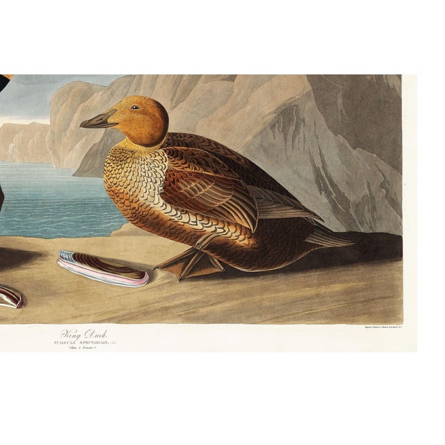 King Duck, Vintage Art Print Reproduction From Birds of America by John James Audubon, 30" X 20" For Sale - Image 9 of 9