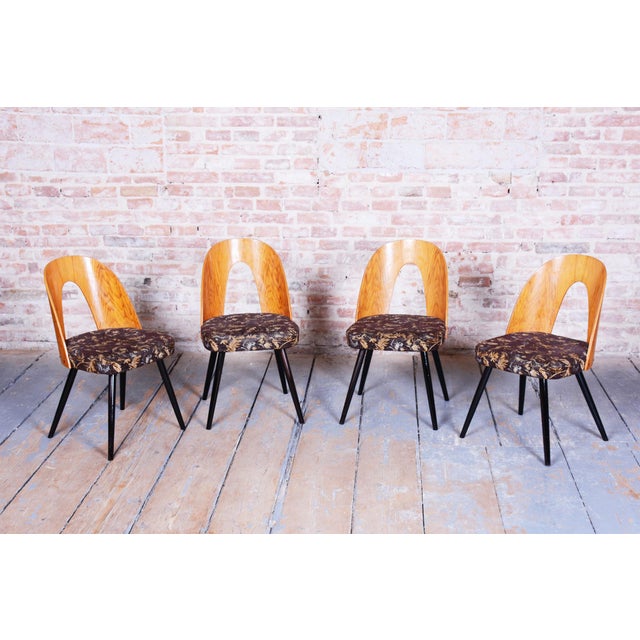 Mid-Century Chairs in Beech & Oak, Slovakia, 1959, Set of 4 For Sale - Image 10 of 12