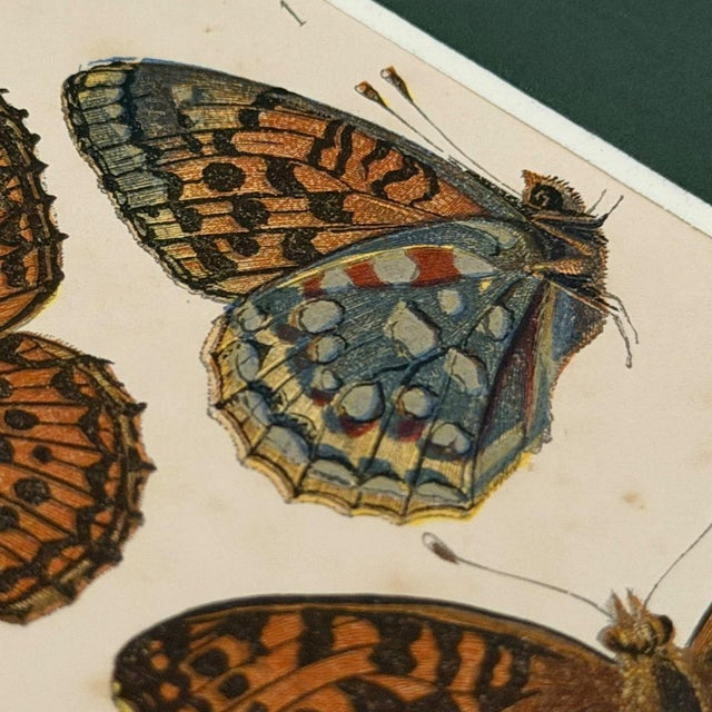A coordinated 9-piece antique butterfly print gallery wall set featuring Victorian butterfly plates after W. S. Coleman...