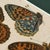 A coordinated 9-piece antique butterfly print gallery wall set featuring Victorian butterfly plates after W. S. Coleman...