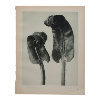 Original Karl Blossfeldt Botanical Photogravure Print For Sale